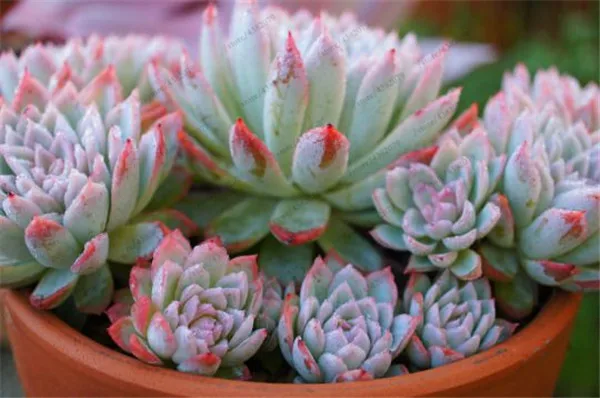 100pcs Exotic Cactus bonsai Japanese Rare Succulents plants Flower Indoor Plantas Perennial Flowers Garden