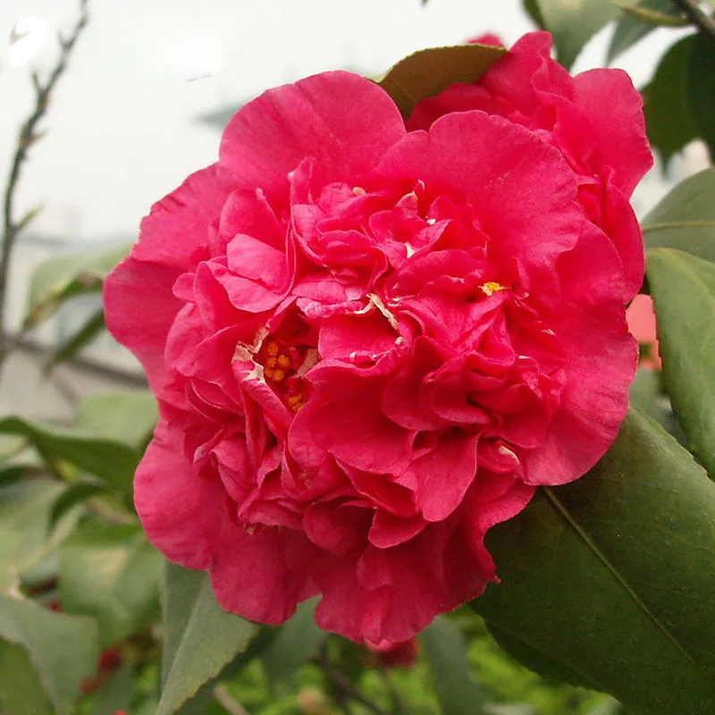 Common Garden Plants aliexpress : buy bright red camellia seeds potted plants Common Garden Plants aliexpress : buy bright red camellia seeds potted plants