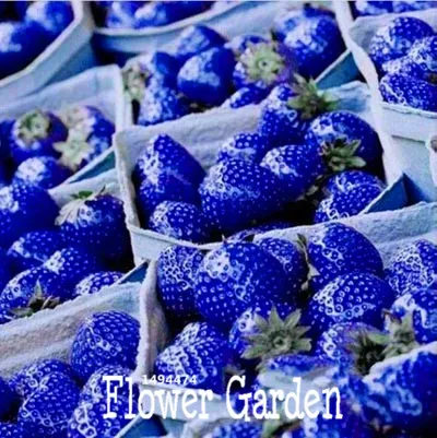 aliexpress com buy best selling 100 pcs lot blue rare fruits and