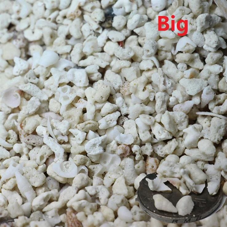 Заказ 2 лотов-25%) 15gNatural Coral Shell Филиппины песок аквариум украшения микро пейзаж Декор песок стол Модель Материал - Цвет: Big
