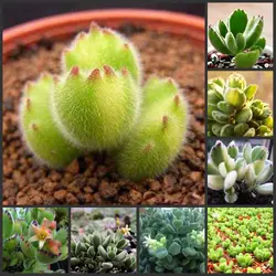 Шт. 100 шт. свежие настоящие Cotyledon tomentosa sementes-Bonsai сочные растения sementes (Xiong-tong-zi)