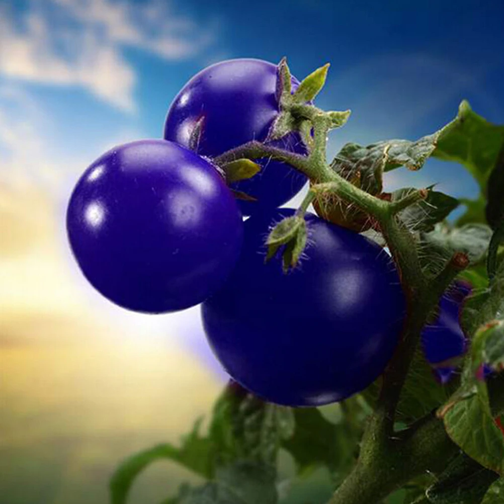 Упаковка фиолетCherry семена томата балкон Фрукты Семена овощей горшках Бонсайский горшечный завод томатные семена 20 шт. - изображение