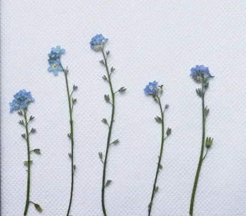 

120pcs Pressed Dried Myosotis Sylvatica Forgetmen Stem For Epoxy Resin Pendant Necklace Jewelry Making Craft DIY Accessories