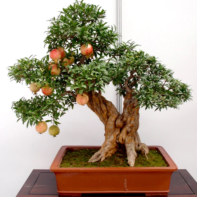 Cây lựu bonsai