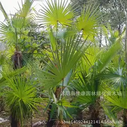 Пальмовое дерево бонсай недавно собраны бонсай Тан Аутентичные китайский веер Palm пальмовый бонсай бороться реальный выстрел 200 г/упак
