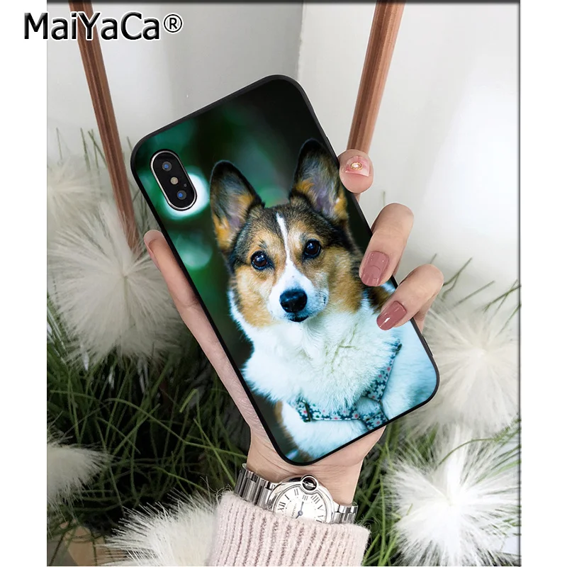 Animal Corgi dog