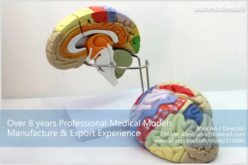 BRAIN08 CMAM MODEL Magnify Human Anatomical Brain Anatomy 02