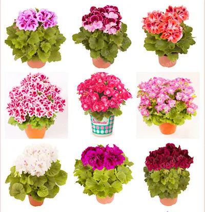 

Hot Sale 100PCS/Bag Multiple Colour Geranium Bonsai Perennial Flower Bonsai Pelargonium ,Indoor Plants Beautiful Flower Bonsai