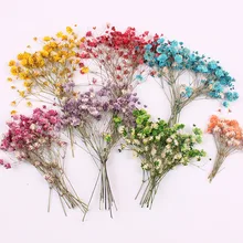 24PCS, prensado Babysbreath seco, teñir pétalos de hojas de Flores para DIY marco de fotos marcapáginas tarjeta de regalo, Flores secas joyería decoración Facial