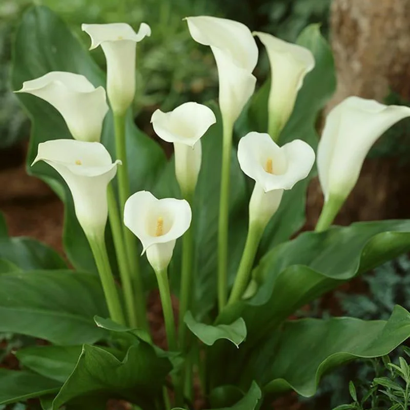 2 pieces hot sale true calla lily bulbs Elegant noble flower plants to give Garden decoration