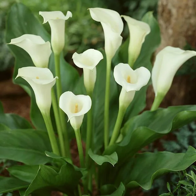 1 pieces hot sale true calla lily bulbs GreenSeedGarden