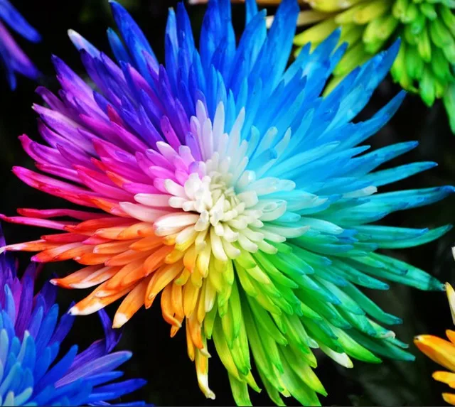 Buy 100 real Rainbow Chrysanthemum Flower Seeds, rare