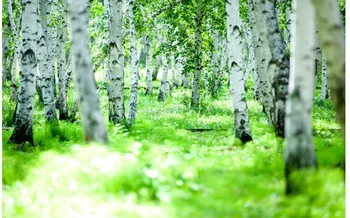 

3d mural wallpaper Custom photo wallpaper Large 3D Stereo romantic 3D mural backdrop forest