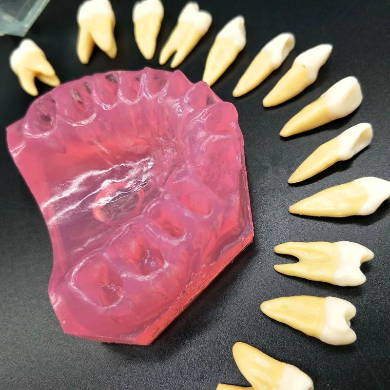 Стоматологическая Учебная модель стандартная модель съемные зубы мягкая резинка для взрослых