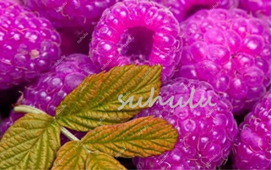 100 Pcs/Lot Genuine Wild Raspberry Bonsai, Sweet Fruit Plants For Home & Garden - Bonsai Fruit Plant Four Seasons Easy Grow 100 Pcs/Lot Genuine Wild Raspberry Bonsai, Sweet Fruit Plants For Home & Garden - Bonsai Fruit Plant Four Seasons Easy Grow