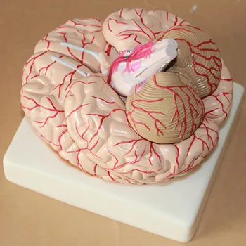 

Medical human brain anatomy model cerebrum arterial Hippocampus Corpus callosum Cerebellum 40 marks