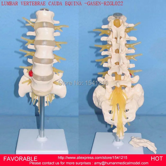 

LUMBAR,SPINAL NERVE,SPINAL CORD,SPINAL NERVES MODEL-THORACIC VERTEBRA MODEL,NATURAL LARGELUMBAR BELT CAUDA EQUINA -GASEN-RZGL022