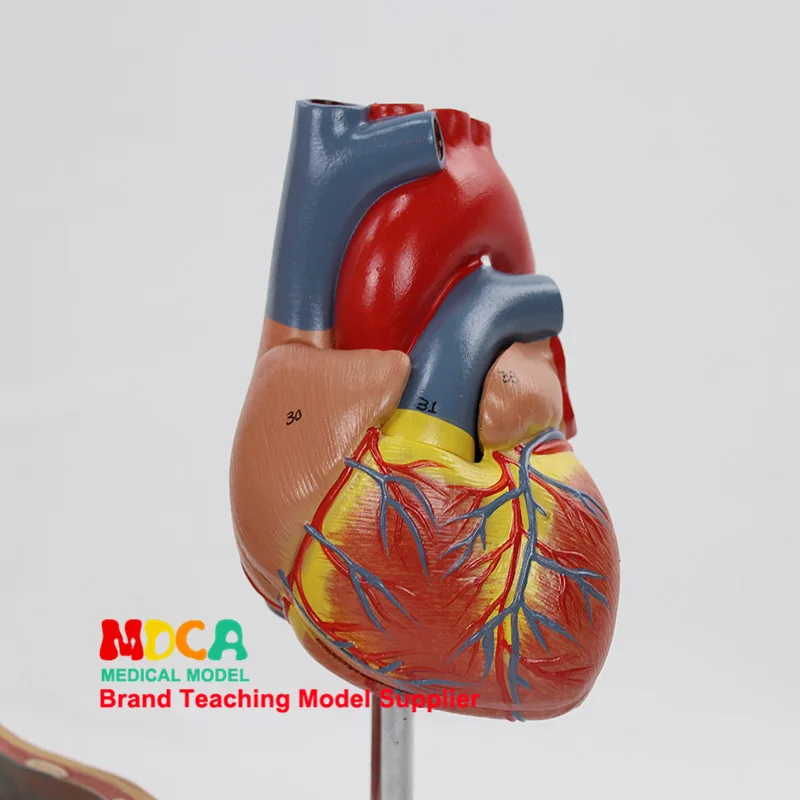 Человеческая медиастинальная модель pleura респираторная система thymus респираторная диафрагма сердце манекен для медицинского обучения