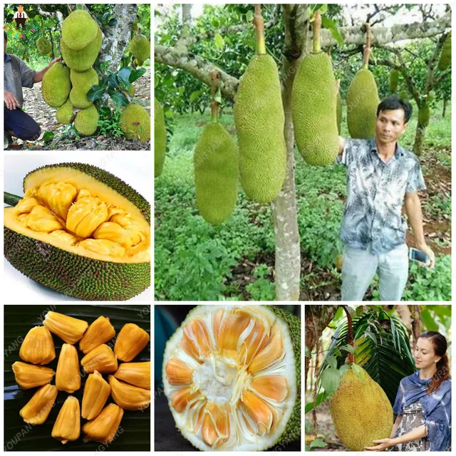 2pcs Japan Fresh Jackfruit plants Giant Trees Miracle Fruit bonsai Pot
