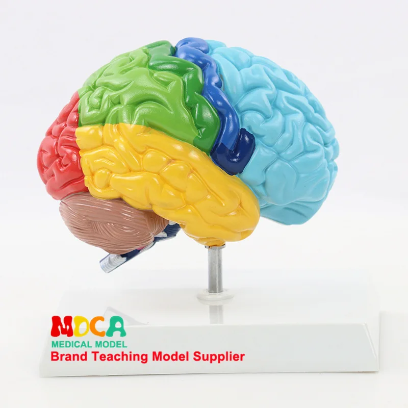 

1:1 Right Hemisphere Functional Area Anatomical Model Right Brain Color Model Human Lifelike Brain Model Medical Teaching Aids