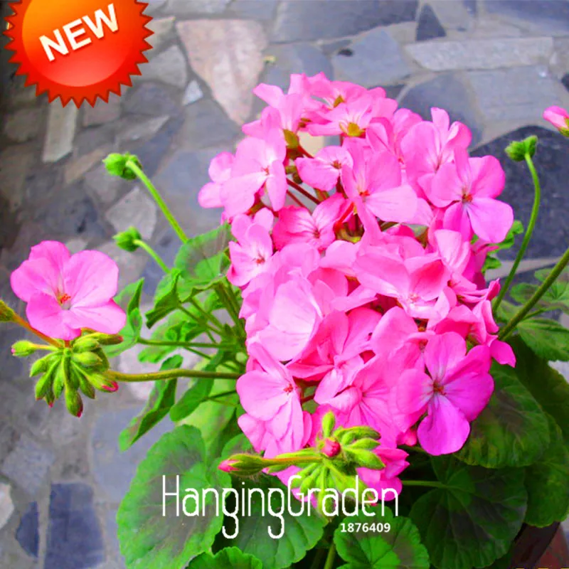 Большая Акция! 50 шт./лот глубокий розовый одноклапанный Герань бонсай многолетний цветочный сад пеларгония плющелистная растение,# L2XVDW