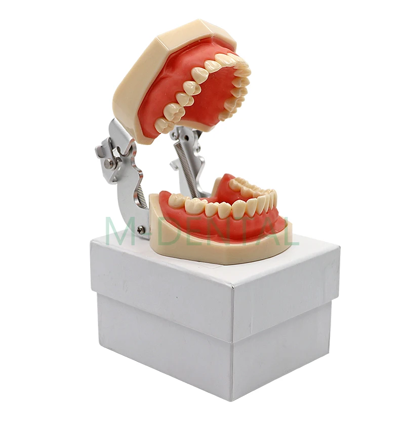 Зубные съемные стандартные зубы модель зуба с 28 шт. зубы для обучения модели моделирования