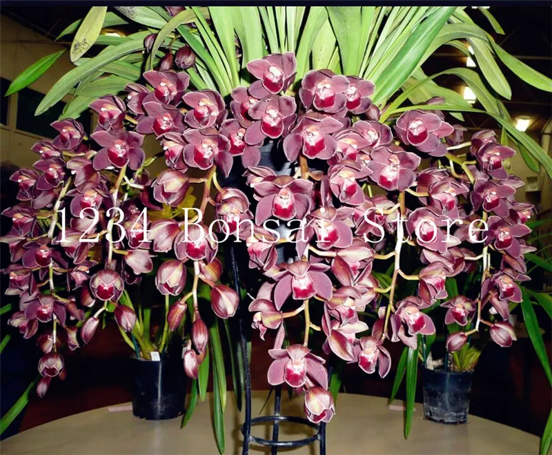 Sale!100 Pcs Exotic Cymbidium Flore Rainbow Chinese Orchid Flower