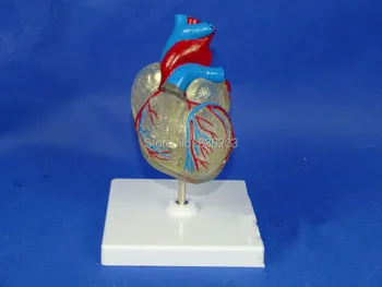 

Human anatomy 2 Part Classic Heart with Conducting System Model skeleton anatomical Syringe syringe model Corset for posture