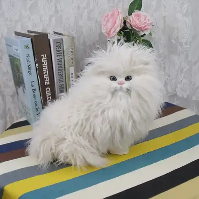 cute white persian cat