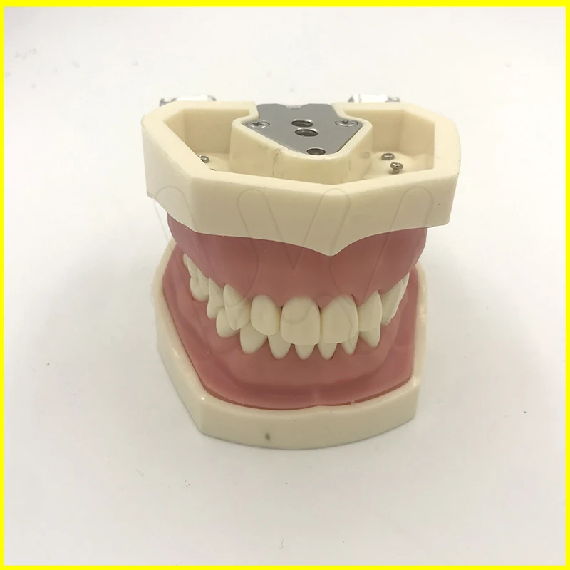 Dental Typodont Model 28 pcs Removable Teeth Kilgore Nissin All Removable拆卸牙模 (1)
