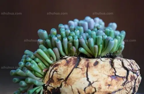 

100 PCS Hot Selling Fenestraria Aurantiaca Bonsai Succulent Plant Bonsai Plants DIY Home Garden Easy To Grow Garden Ornaments