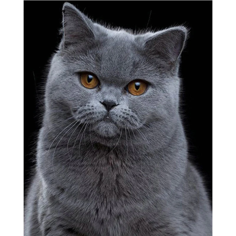 

YIKEE diamond painting cat,diamond 5d,diy diamond embroidery,diamond paint K527