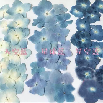 

120pcs Pressed Blue Series Dried Hydrangea Macrophylla Flower Plants Herbarium For Jewelry Phone Case Bookmark Making DIY