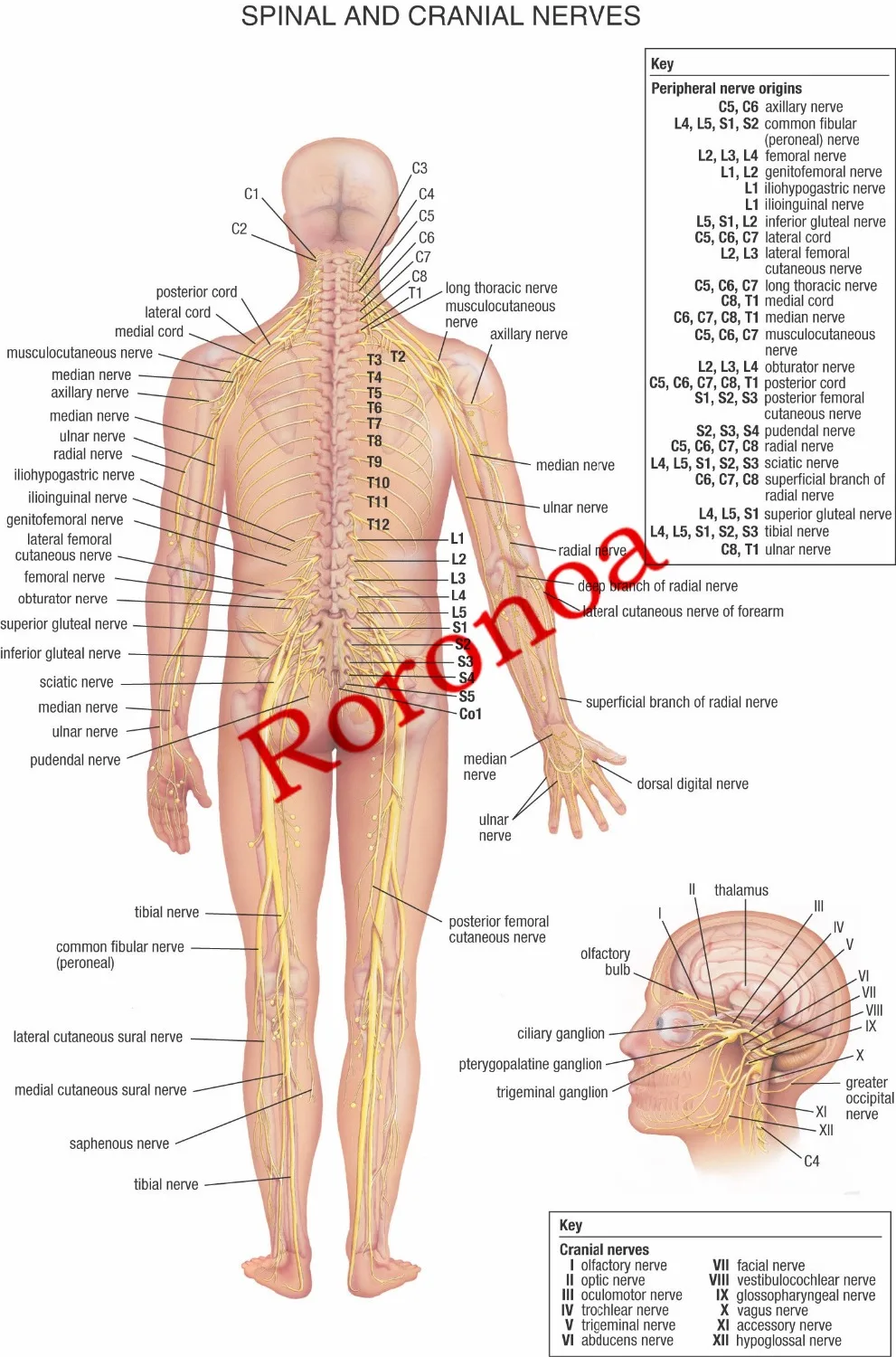 

Vintage SPINAL AND CRANIAL NERVES Posters Kraft Paper Painting Wall Sticker Print Art Hospital Interior Decoration 42X30cm