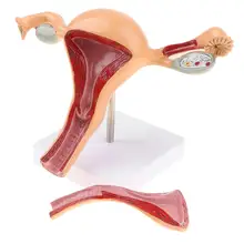 1: 1 модель матки 2 съемные части анатомическая модель человека для школьного обучения инструмент обучения дисплей лабораторные принадлежности