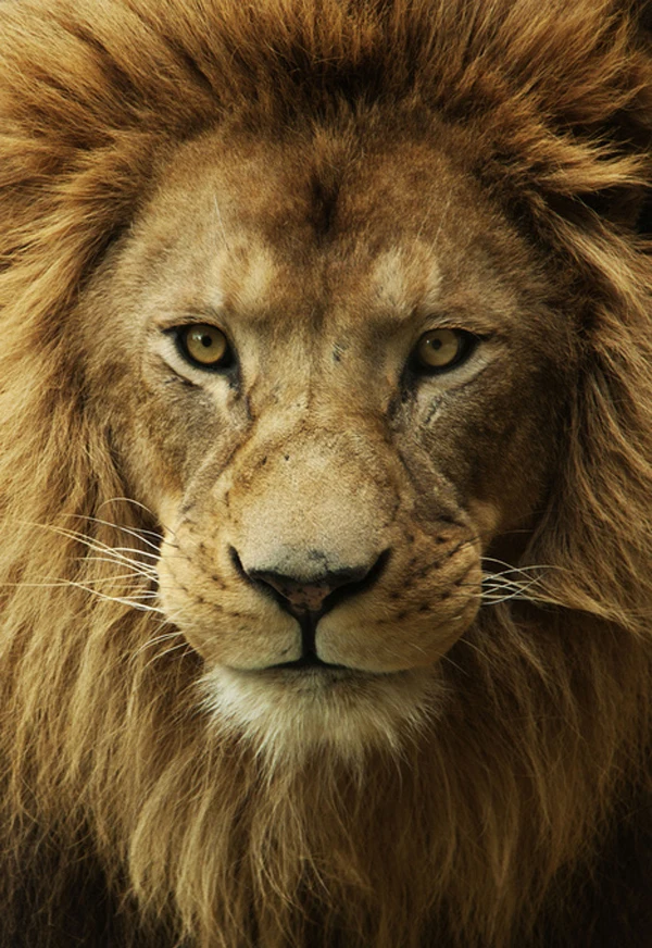 aslan