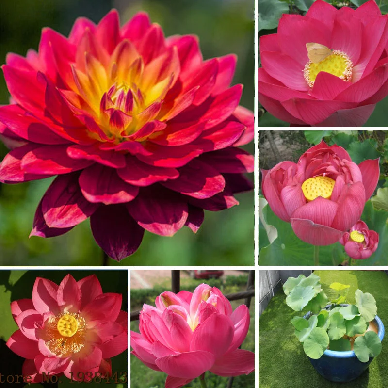 

10pcs RED LOTUS Nymphaea Asian Water Lily Pad Flower Pond Aquatic plants AA