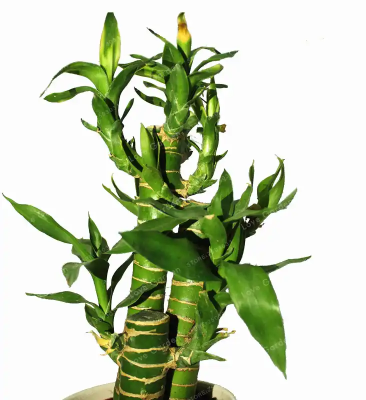 Detail Feedback Questions About 50 Pcs Pack Lotus Bamboo Bonsai 50 Pcs Pack Lotus Bamboo Bonsai Potted Balcony Lucky Plants Beautiful For Diy