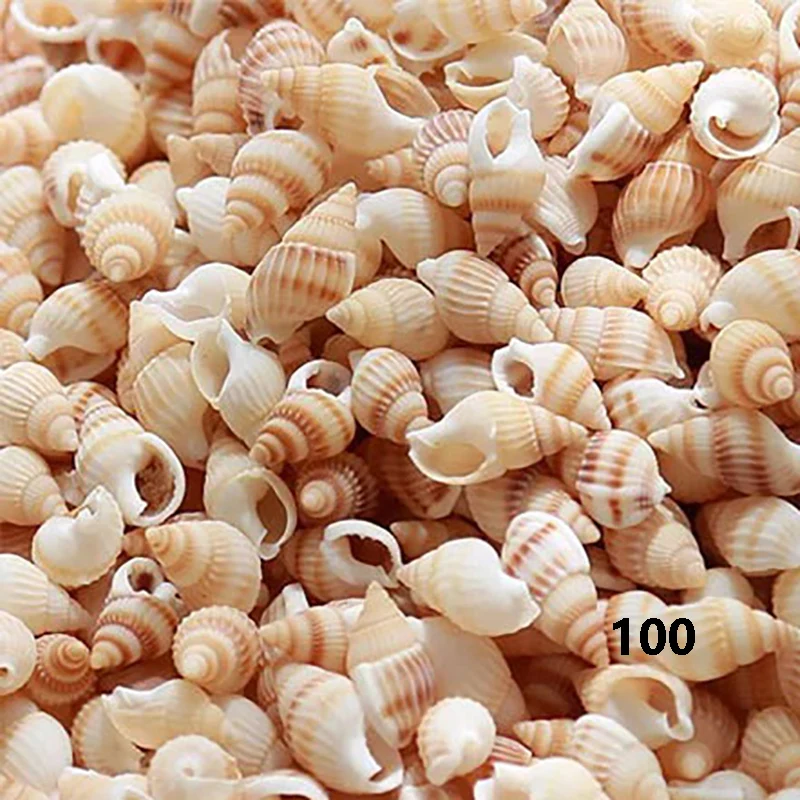 

New Natural Conch Shells Conch Home Decoration Creative Message Bottle DIY Material Micro-landscape Succulent Plants Decoration