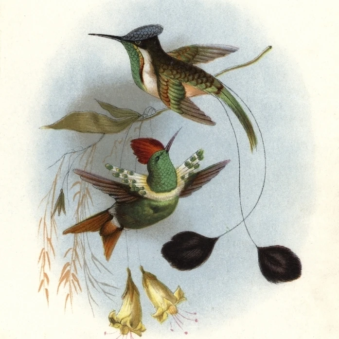 Dot-Eared Coquette  Lophornis Gouldii  Anda Poster Print By <ALIMT >&reg;</ALIMT> Florilegius Mary Evans (18 X 24)