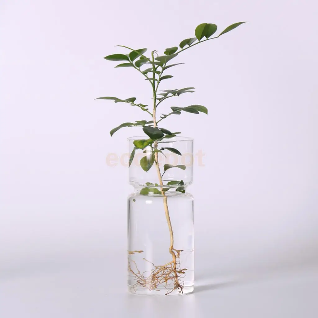 

Transparent Hyacinth Glass Vase Flower Planter Pot DIY Terrarium Container Decor