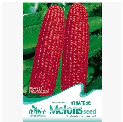 Free Shipping Green Food Rare Vegetable Seeds Red Sweet Corn 30 Pcs Red Corn Seed Seed Necklace Seeds For Jewelry Makingseed Tray Aliexpress Free Shipping Green Food Rare Vegetable Seeds Red Sweet Corn 30 Pcs Red Corn Seed Seed Necklace Seeds For Jewelry Makingseed Tray Aliexpress