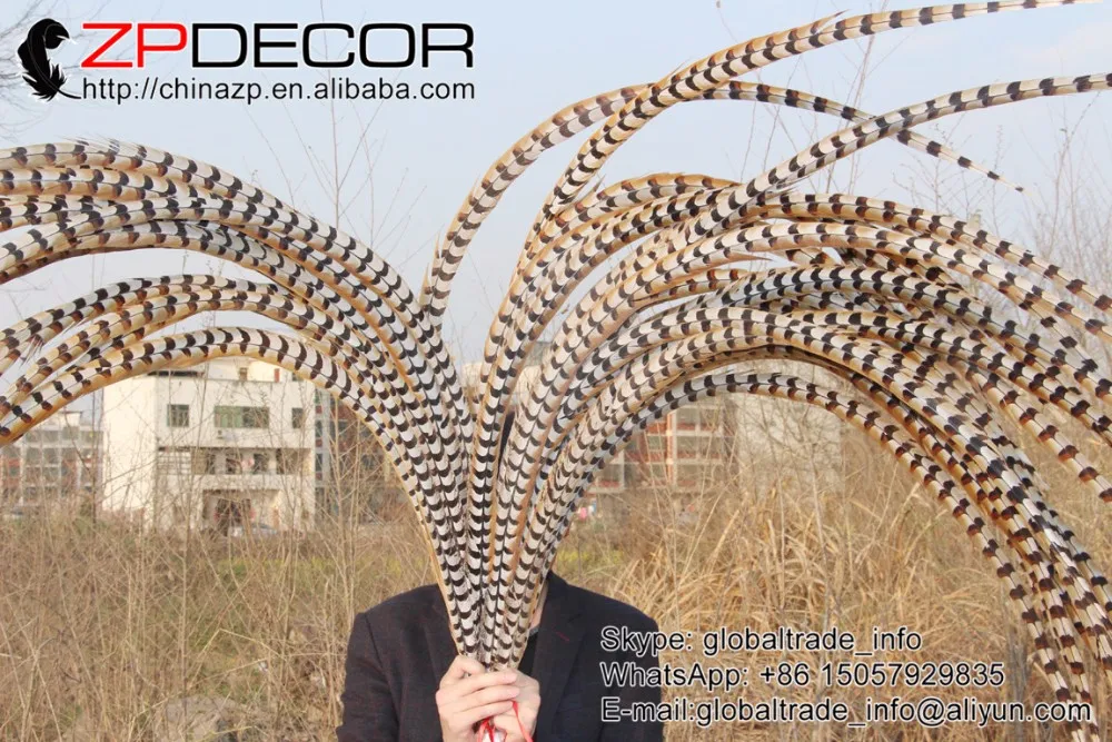 140-150cm NATURAL Reeves Venery Pheasant Tail Feathers (8)