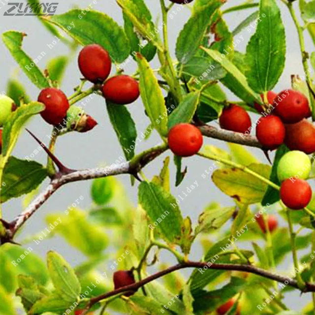 zlking 10 pcs chinese