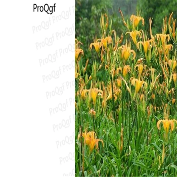 

10Pcs A Set yellow color Hemerocallis