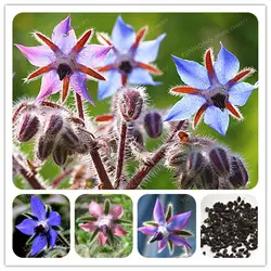 20 шт./пакет Borago Officinalis карликовые деревья Borage Herb садовый растительный простой цветок синяя звезда цветок бонсай Diy домашний садовое