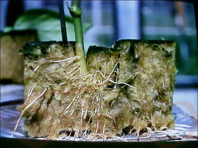 Гродан 36 мм стартер вилки кубики Rockwool гидропоники системы для роста медиа Stonewool распространения клонирования вегетационные кубики
