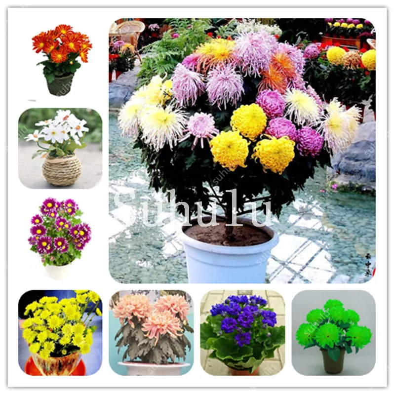 

200pcs/Bag Rainbow Daisy Flores,Exotic Perennial Chrysanthemum Plantas,Bonsai Flower ,Beautiful Potted Plants For Home Garden