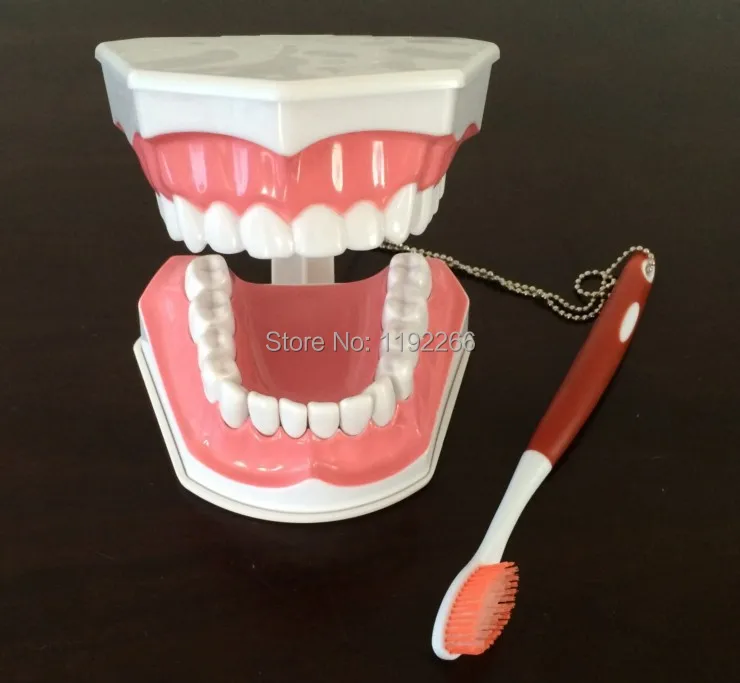 Tooth model for Teaching Early Learning / demo / can pull teeth / mouth model Teach children to