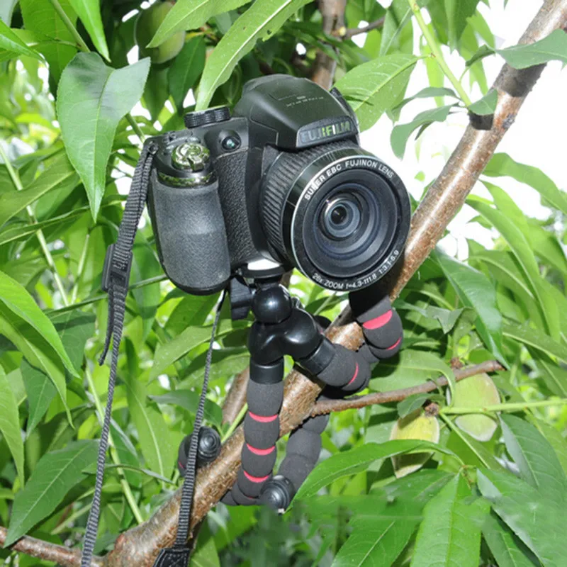 HTB1SN8oJFXXXXa6XXXXq6xXFXXXD